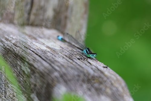 the male blue tailed damselfly (Ischnura elegans)