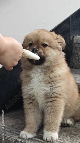 Cute brown fluffy puppy licking ice cream from human hand