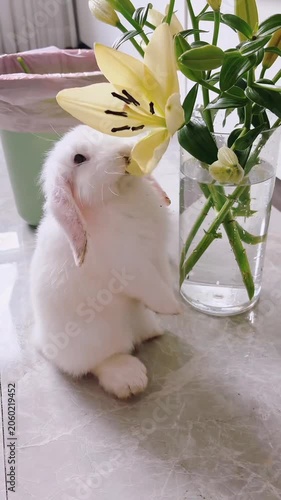 Adorable fluffy rabbit sitting next to lilly vase indoor 