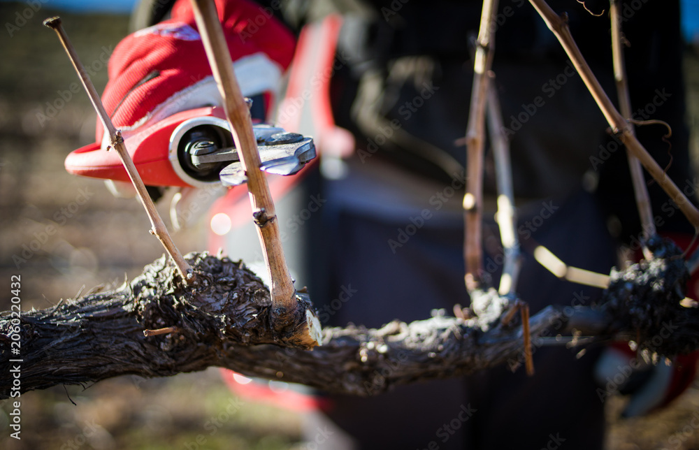 Fototapeta premium Worker Pruning Dormant Wine Grape Vine with Secateurs