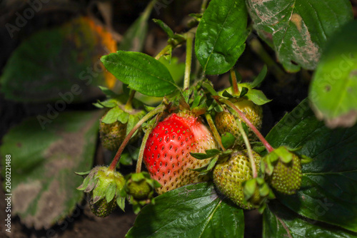 фотографія A ripe red strawberry ripens on a bush among green leaves and other unripe fruits