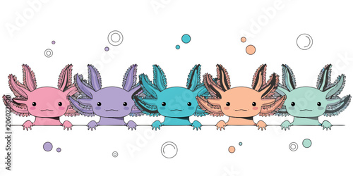 Obraz na plátně Five different colored axolotls aligned in a row peeking above a line with amphi