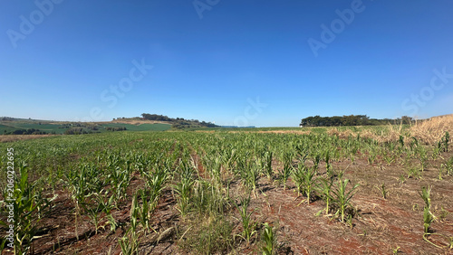 Wide Agricultural Corne Field Under Clear Blue Sky