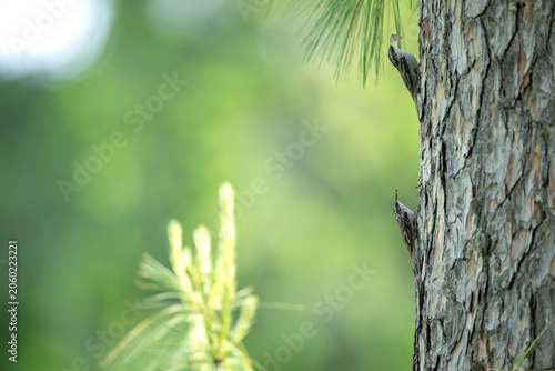 Fotografija Bar Tailed Treecreepers Foraging on Pine Bark