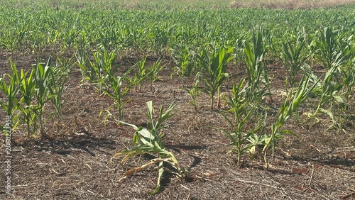 Close-Up of Growing Corn Plants Field with Cinematic Sky