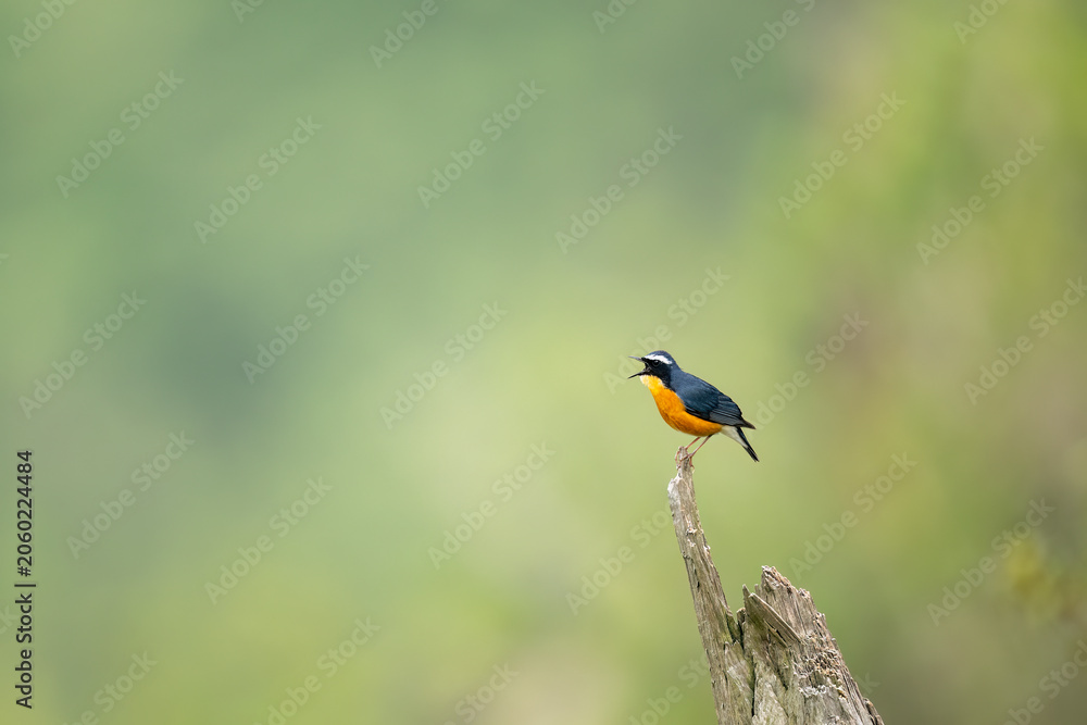 Fototapeta premium Beautiful wildlife photograph capturing an Indian blue robin displaying natural behavior.