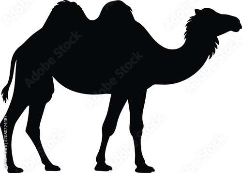 Tableau sur toile Bactrian Camel Silhouette Side View Illustration Featuring Two Humped Desert Mam