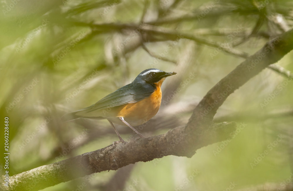 Fototapeta premium The striking orange underparts and slate-blue plumage create a beautiful forest portrait.