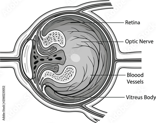 Detailed human eye anatomy cross section illustration showing retina optic nerve blood vessels and vitreous body structure