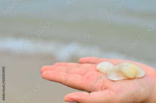 The Shell on the Hand.