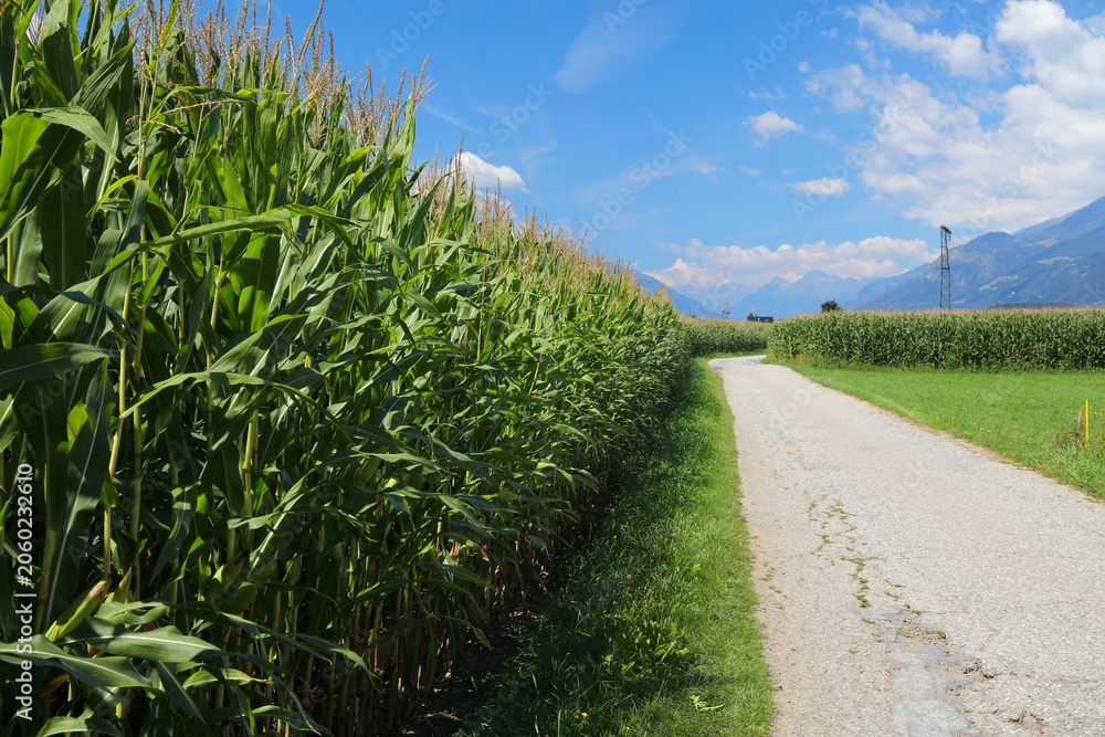 Naklejka premium Drava River long distance bicycle path (Drauradweg) near Spittal an der Drau town in Carinthia state of Austria. Cycling way among corn fields.