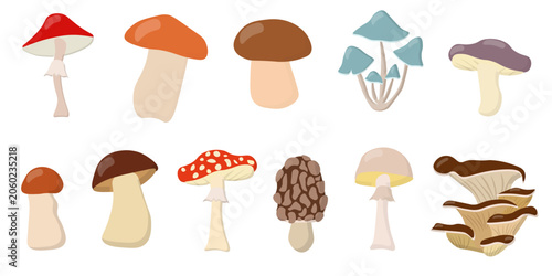 Forest Mushroom Collection. Cute Autumn Mushroom Set with Edible and Wild Fungi Isolated on White