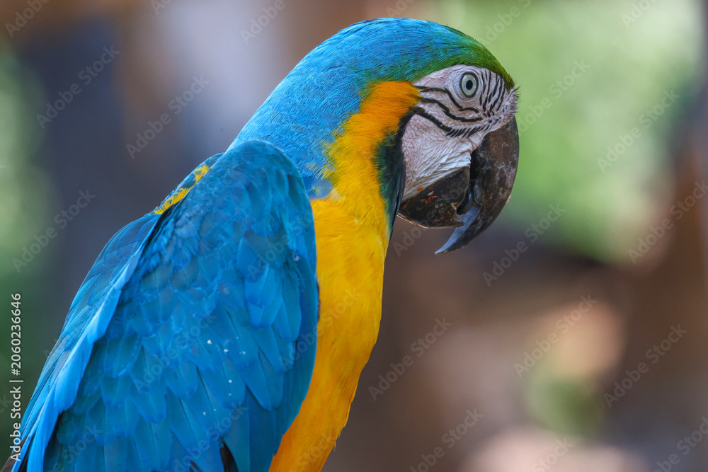 Fototapeta premium Close up head the Blue macaw parrot bird in garden