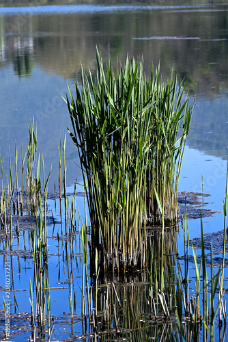 Green reeds growing in shallow water with clear reflections on a calm lake