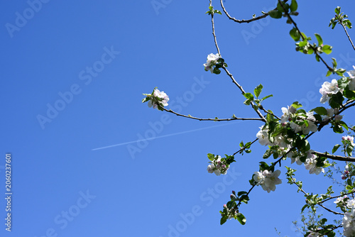 Close-up of apple blossoms in spring againt a blue sky with a airplane passing