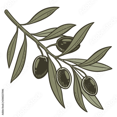Olive Branch with Leaves and Fruit Vector Illustration on White Background