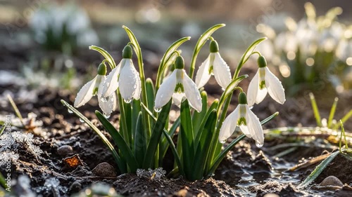 Delicate snowdrops emerge from soil in early spring sunlight