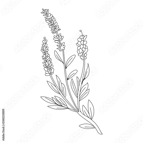 Minimalist botanical flower sketch vector element for elegant wedding invitation or cosmetic branding.