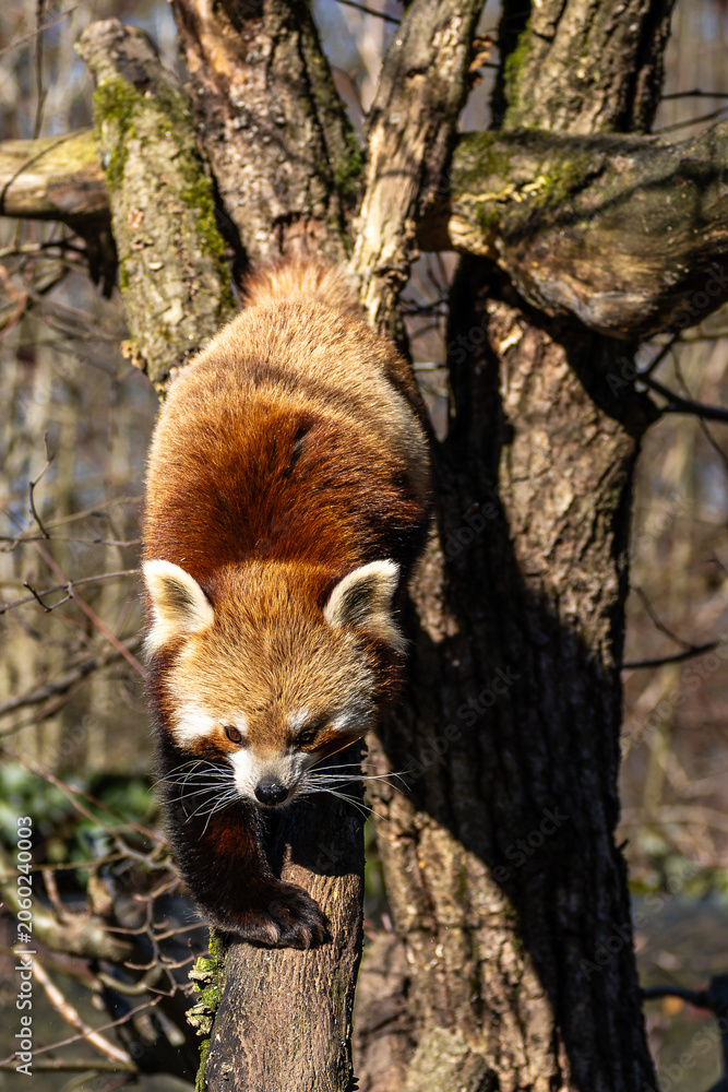 Fototapeta premium The red panda, Ailurus fulgens, also called the lesser panda.