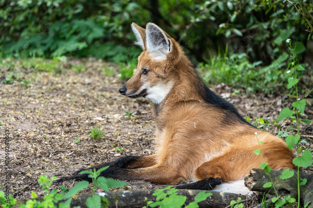 Fototapeta premium The Maned Wolf, Chrysocyon brachyurus is the largest canid of South America
