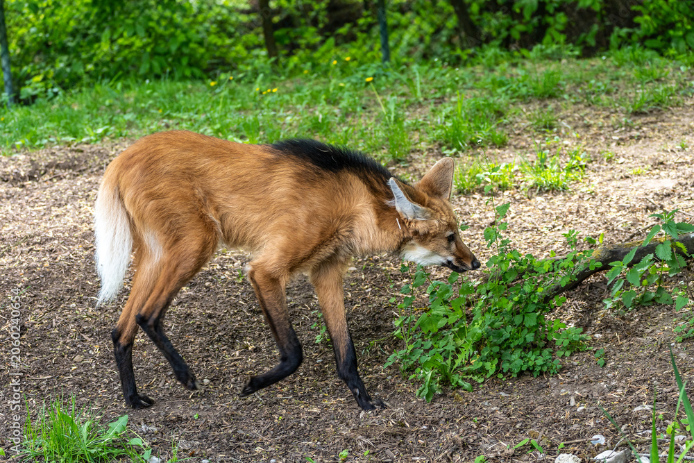 Fototapeta premium The Maned Wolf, Chrysocyon brachyurus is the largest canid of South America