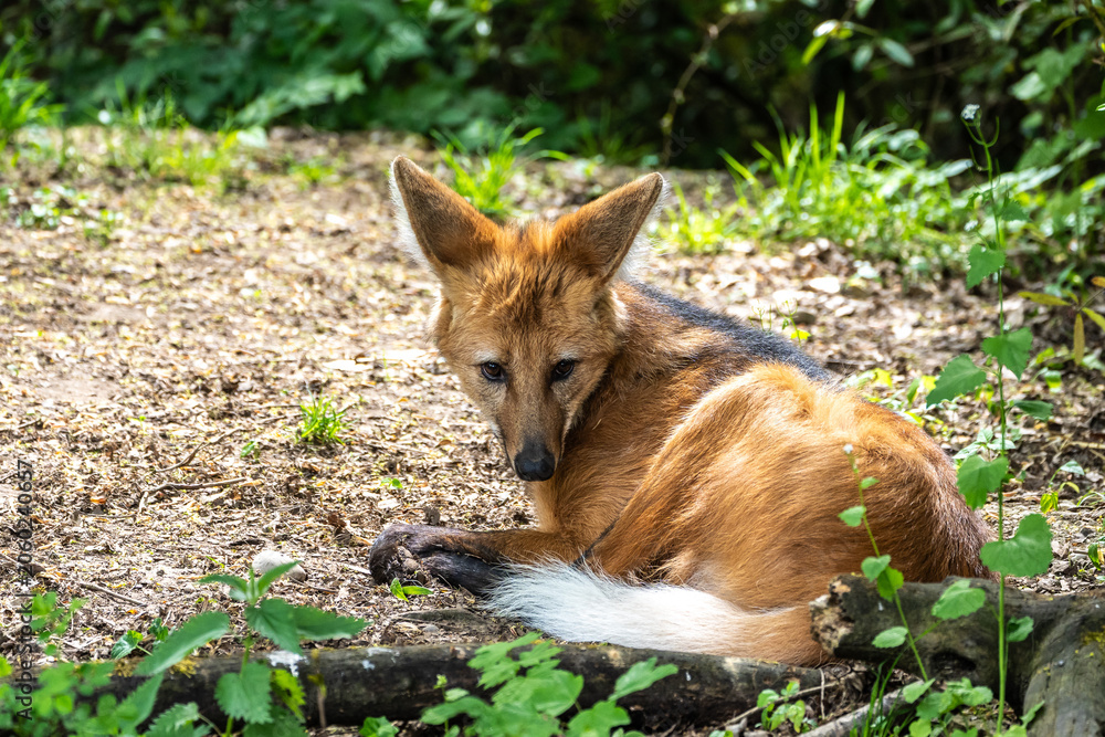 Fototapeta premium The Maned Wolf, Chrysocyon brachyurus is the largest canid of South America