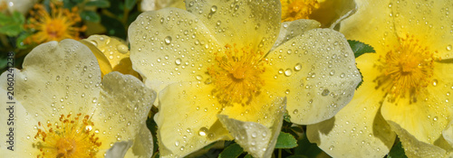Vivid close-up of pale yellow rose blooms glistening with dew, showcasing delicate petals, golden centers, and lush green foliage. A fresh, cheerful nature scene perfect for spring garden or floral pr