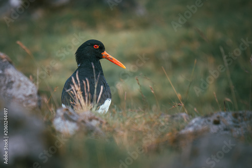 Oyster catcher in Faroe Islands