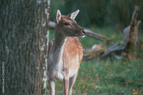 doe in the woods