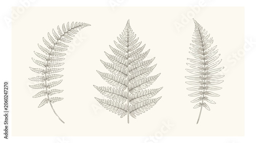 Fotografie Vintage botanical fern leaves vector set, hand drawn forest foliage illustration