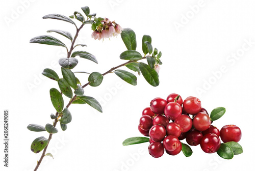 Foto Lingonberry Branch with Pink Flowers and a Pile of Ripe Red Berries