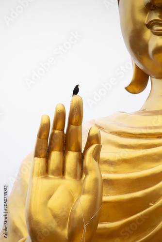 A tiny black bird sitting peacefully on the finger of a massive golden Buddha statue with white sky background.