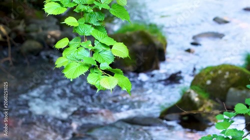 山梨市の鼓川と新緑の葉っぱ