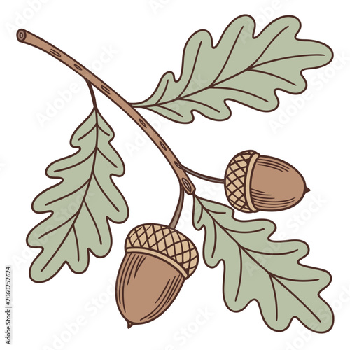 Oak Branch with Acorns and Leaves Vector Illustration on White Background