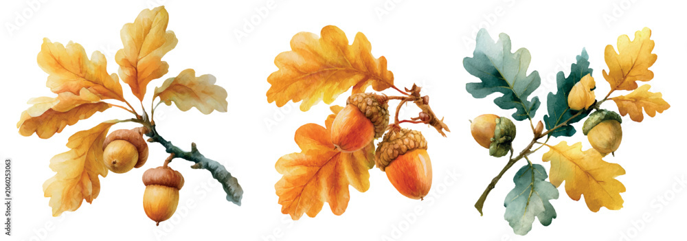 Fototapeta premium Watercolor oak branches displaying vibrant autumn leaves and mature acorns, representing fall season, natures beauty, harvest, and traditional educational botanical illustrations