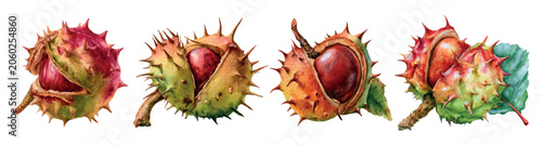 Foto Horse chestnut seeds bursting from spiky husks, revealing shiny brown nuts, wate