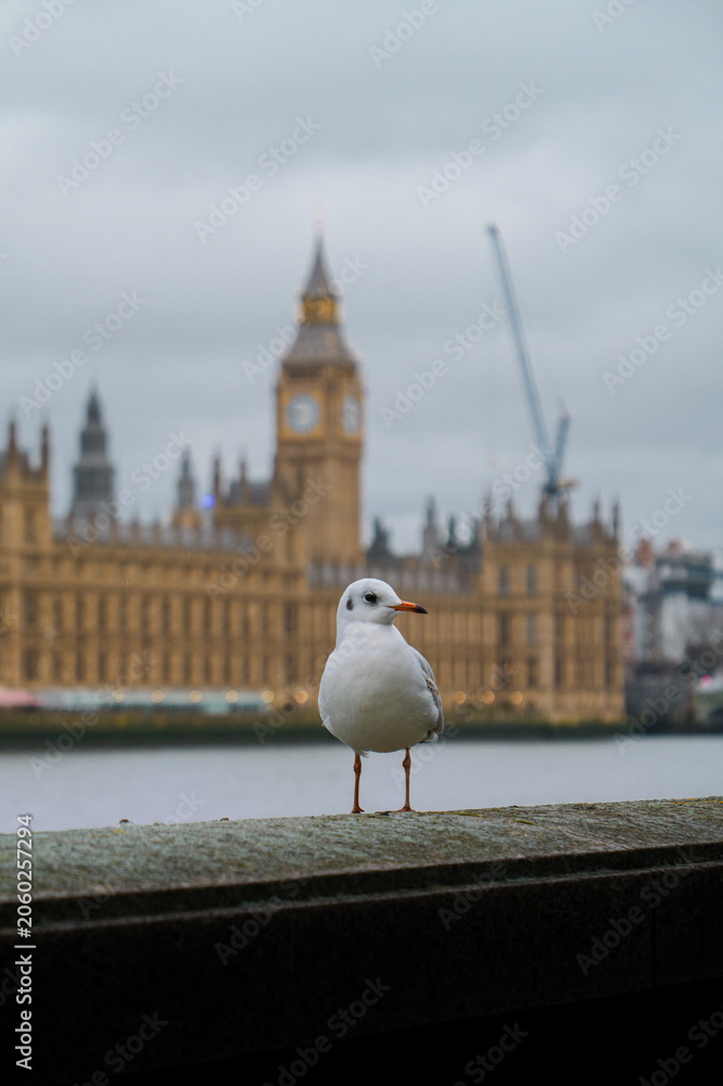 Obraz premium Mouette devant Big Ben et le Parlement de Londres