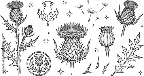 Schilderij op canvas Scottish thistle botanical flower line icon set with wild milk thistle plant vec