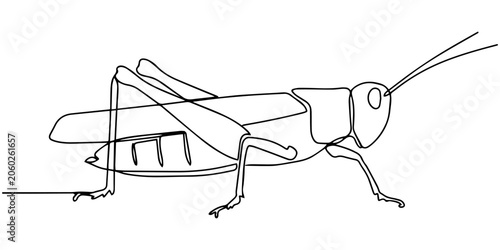 Foto grasshopper  continuous one line drawing, Continuous one line drawing of grasshopper - locust
