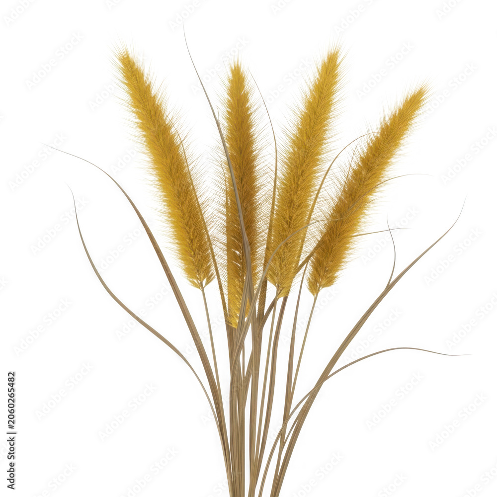 Fototapeta premium Golden wheat spikes isolated on clean background