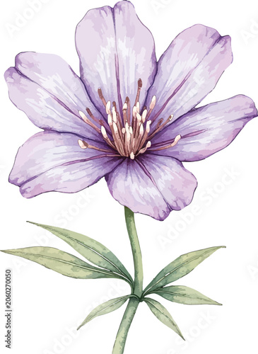 Purple Poppy Flower botanical illustration with stem and leaves