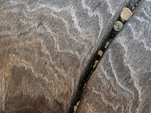 Bild auf Leinwand Weathered driftwood with coral and shell fragments