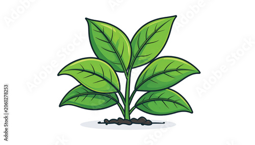 Green plant with several leaves growing.