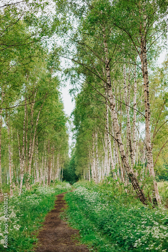 Scenic Birch Forest Path Through Lush Green Woodland in Spring