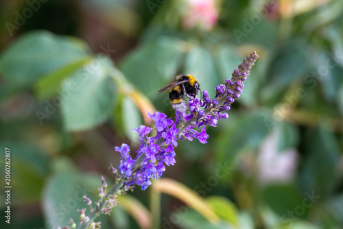 buff tailed bumblebee collecting pollen from pretty flowers of linaria purple toadflax