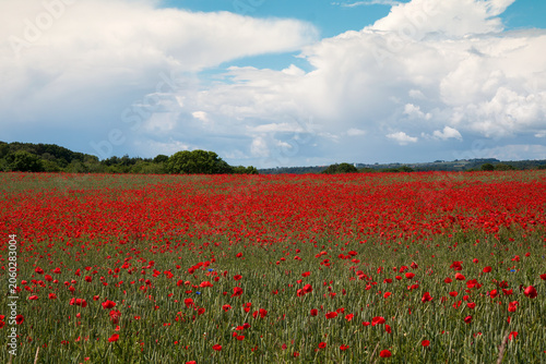 Poppies in the Field