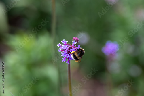 buff tailed bumblebee collecting pollen from Purpletop vervain