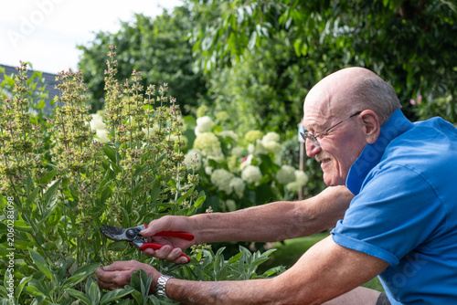 фотографія Senior man happily pruning plants in his garden