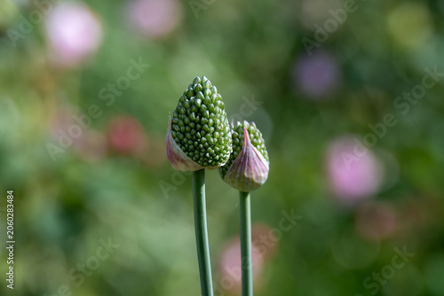 close up of flowering onion allium buds with a blurred pink and green background