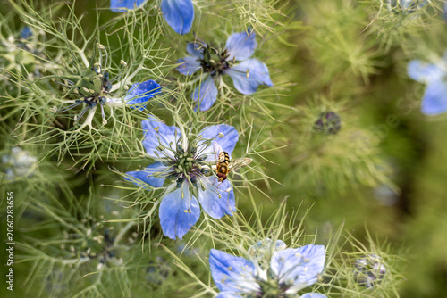 migrant hover fly on pretty blue flowers of love in a mist nigella damascena